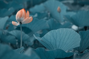 很多考生在結(jié)束了高考之后，由于成績(jī)不理想，未能如愿進(jìn)入理想的大學(xué)